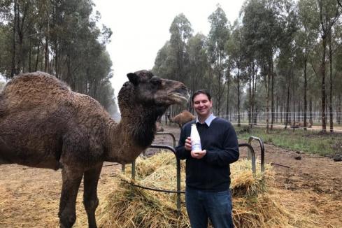 Camel milk producer secures $4.4m state grant