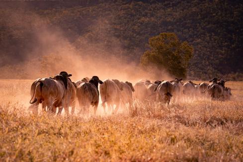 Complexity rules ruminant markets