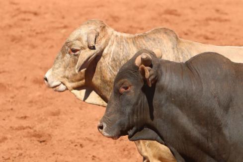 Yawuru prepare for future without live cattle export