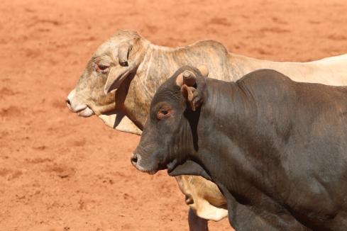 Three men charged over $250k cattle rustle