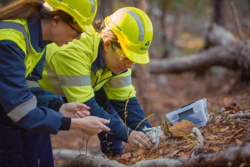 Alcoa invests $15m in forest research