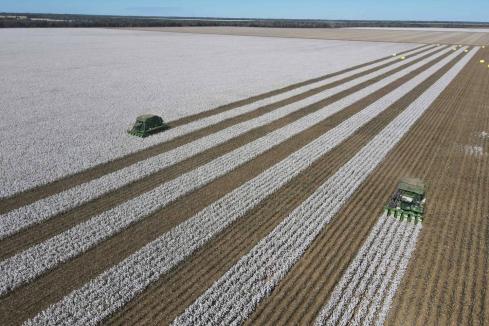 Competing bids for cotton producer