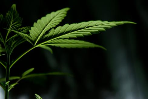 Perth cannabis company eyes off German market
