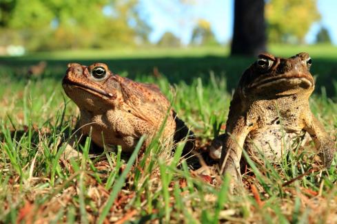 Cane toad containment zone welcomed