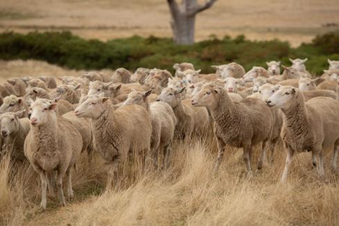 Sheep flock under more pressure