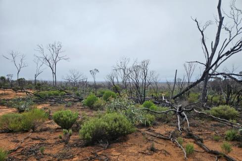 Allup nabs prize mineral sands project in Eucla Basin