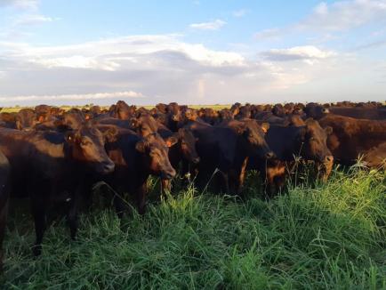 Pardoo to build cattle feedlot