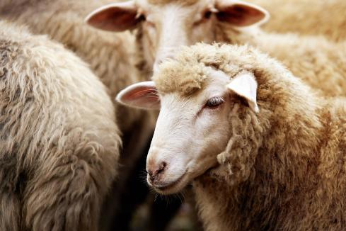 ‘Contempt’ shown by sheep export panel