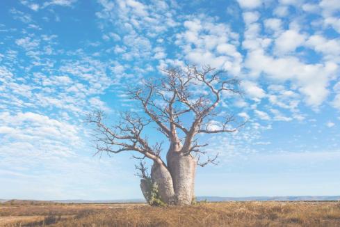 Sabre thrusts sword into Canning Basin oil hunt with Buru