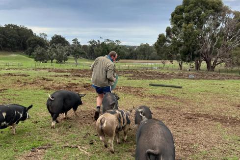 Paddock-to-plate farmers lose abattoir