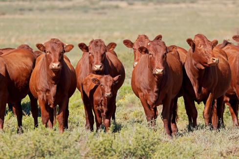 Beef lobby raises abattoir capacity concerns