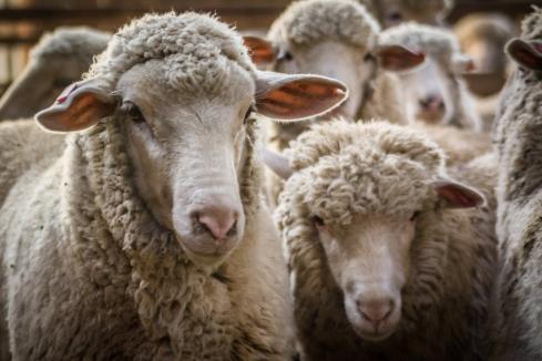 Sheep fund gets $32m top-up