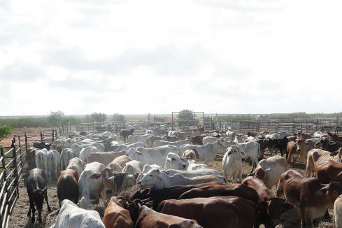 Agribusinesses beef up numbers