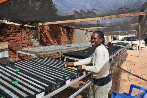 Sipa closes in on nickel-copper elephant in Uganda