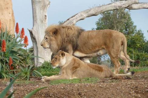 Site found for WA's first open-range zoo