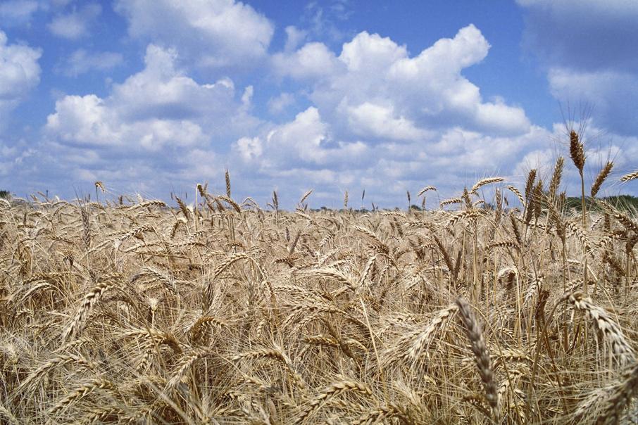 Govt buys Monsanto stake in WA grain breeder