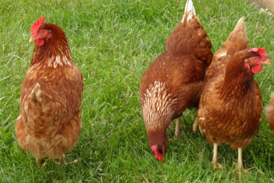Ingham's in $70m WA poultry investment