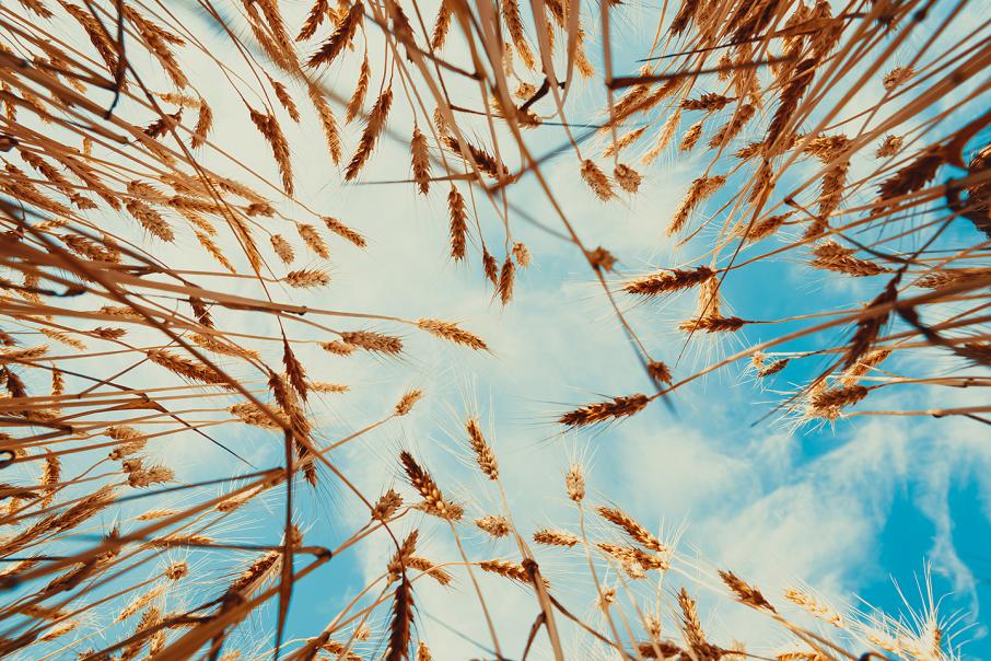 Wheatbelt may grow  new golden crop