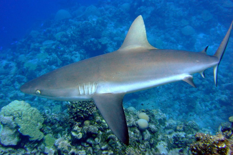 Reef sharks resurface in WA