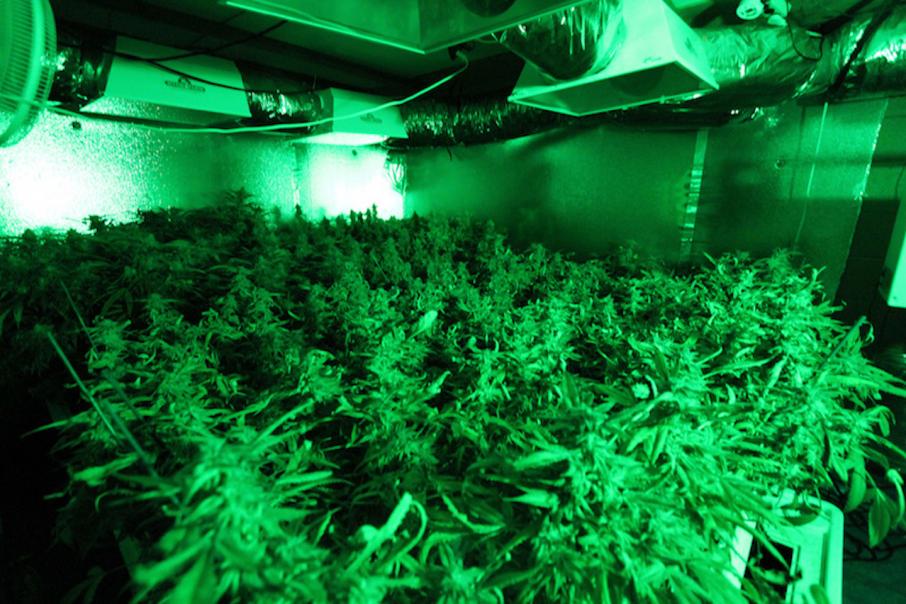 MGC to use Malta as springboard into EU cannabis market