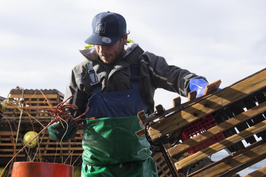 Government blind in $70m lobster move