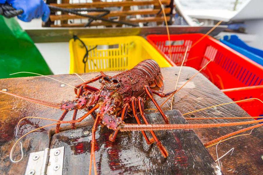 Government compromises on rock lobster plan