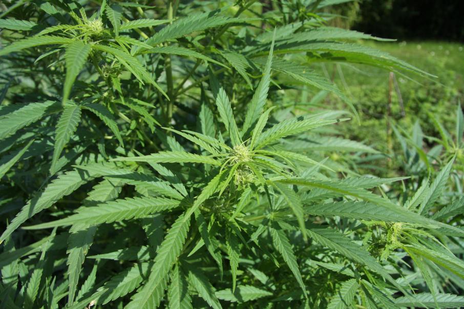 MGC lands key Australian cannabis cultivation licence