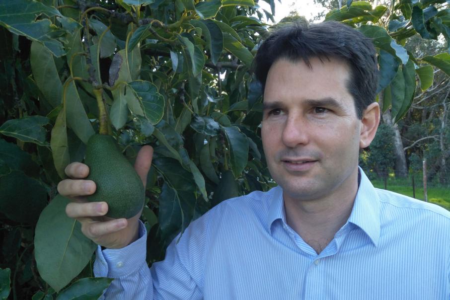 Alterra strengthens management to drive avocado play