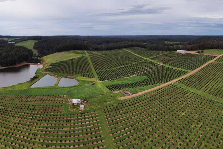 Alterra tables bullish feasibility study on SW avocado project