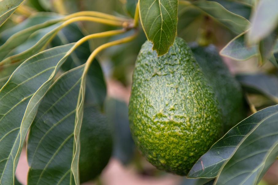 Alterra finds avocado project viable