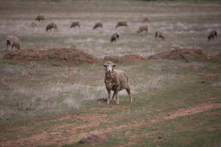 Low live sheep export figures a WA problem