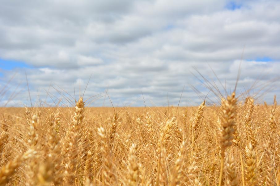 CBH harvest exceeds expectations