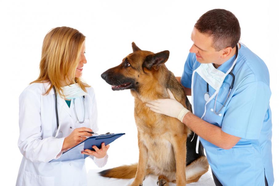 Pharmaust reformulates drug for dog cancer trial