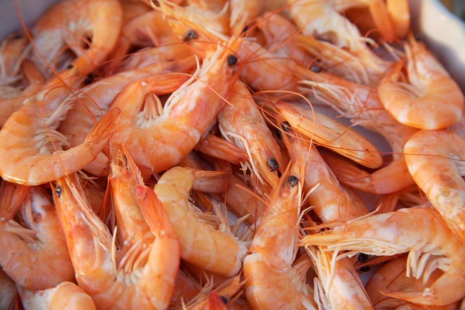 Seafarms raises more funds for prawn project