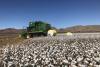 Ord cotton plan gets boost