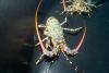 $4.5m tropical rock lobster project launched