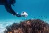 $27m for Ningaloo, reef research