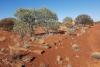 A-Cap boosts stake in Wiluna nickel play