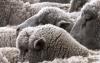 Sheep exporters want ‘dumb’ live trade policy dropped