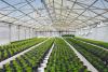 Cannaponics raises $3m 