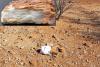 Venus unearths high-grade lithium petalite pegmatites