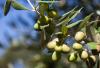 WA’s olive giant up for sale