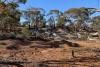 New gold territory glistens for KalGold near Kalgoorlie