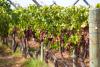 WA wines shine at international awards