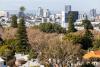 Hyde Park tree removal starts