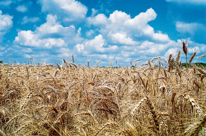 Grain harvest smashes 15 million tonnes