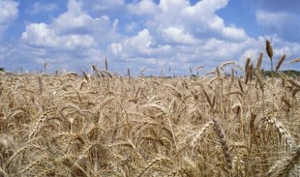 Labor, farmers criticise coalition's wheat statement